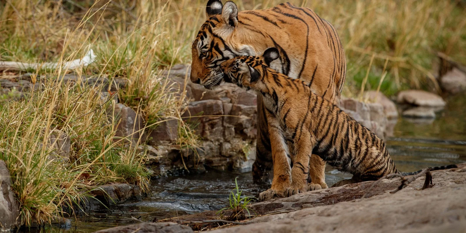 Jim-Corbett-Tiger-Safari-scaled-2560x1280-1