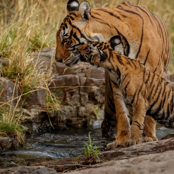 Jim-Corbett-Tiger-Safari-scaled-2560x1280-1